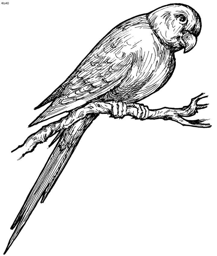 Parrot Coloring Pages for Adults