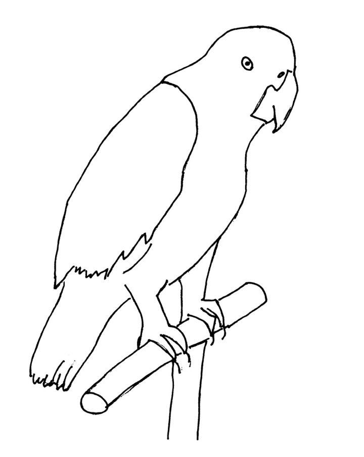 Parrot Coloring Pages for Little Ones