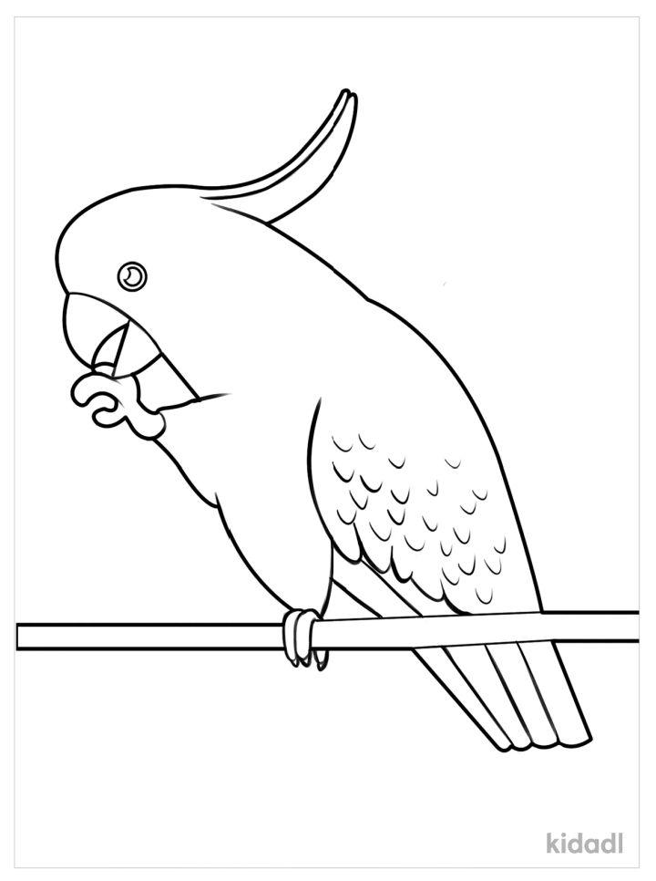 Parrot Coloring Pages for Toddlers