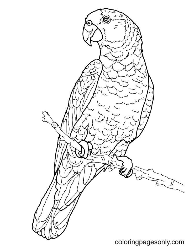 Parrot Pictures to Color and Print