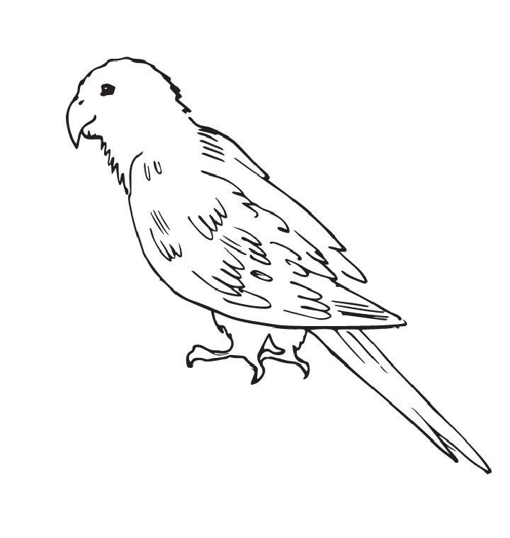 Parrot Pictures to Color