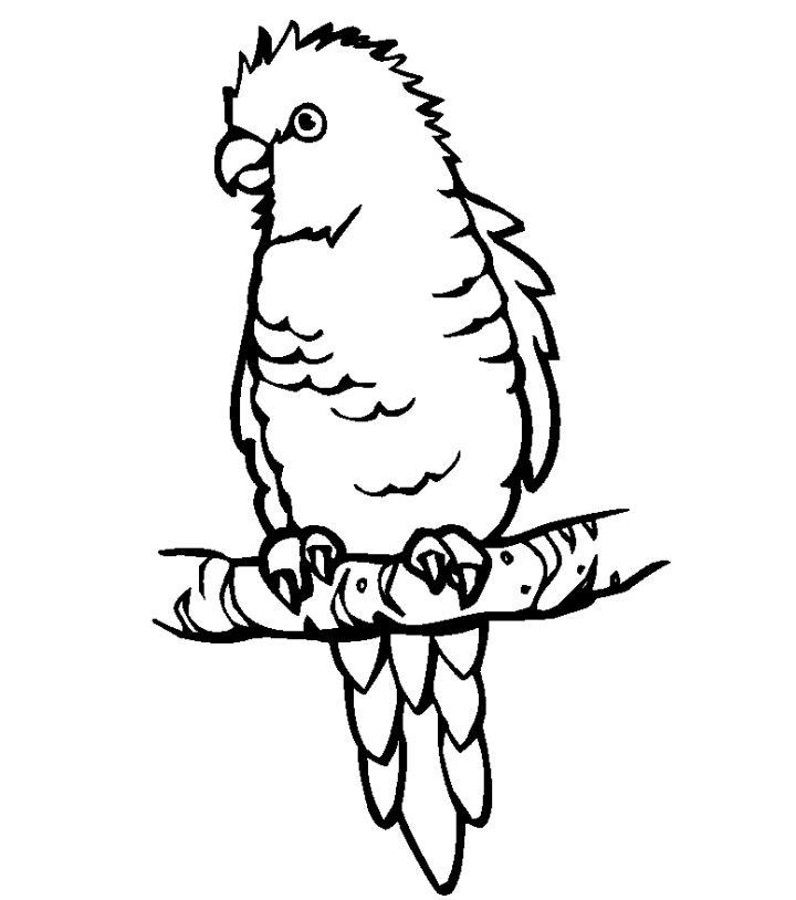 Parrots Coloring Pages