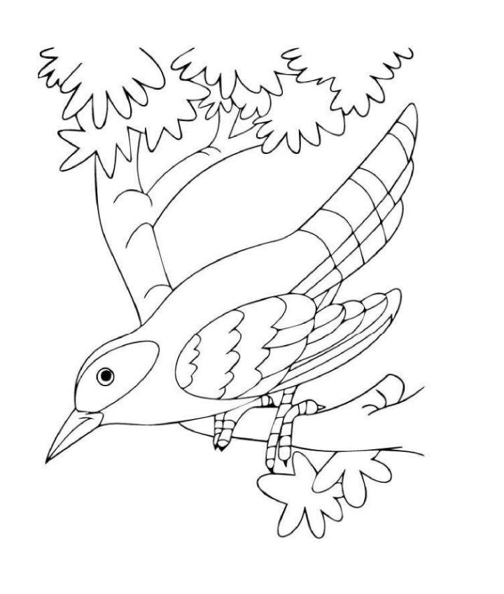 Preschooler's Hummingbird Coloring Pages