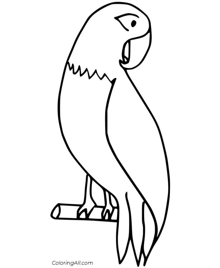 Preschooler's Parrot Coloring Pages