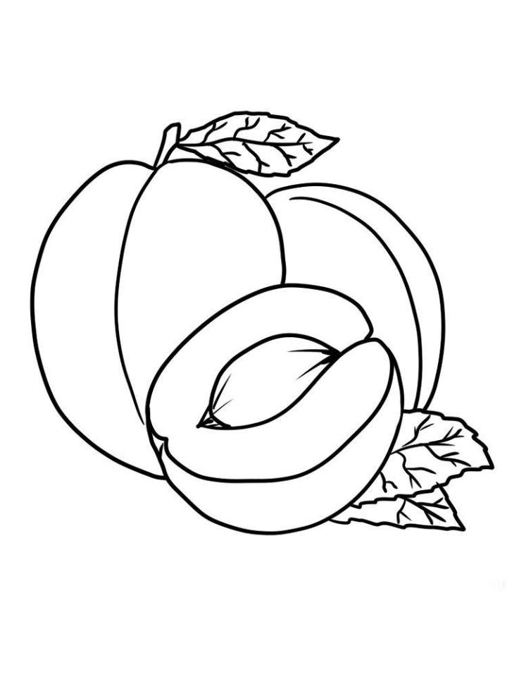 Printable Apricot Coloring Pages