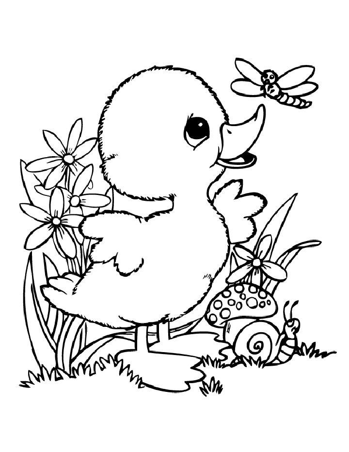 Printable Baby Duck Coloring Pages