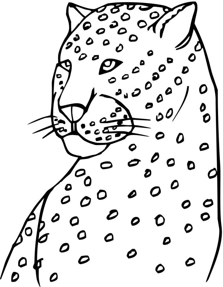 Printable Cheetah Face Coloring Pages