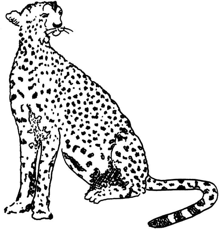 Printable Cheetah Pictures to Color