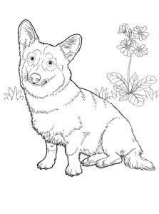 20 Cute Corgi Coloring Pages (Free Printable) - Blitsy