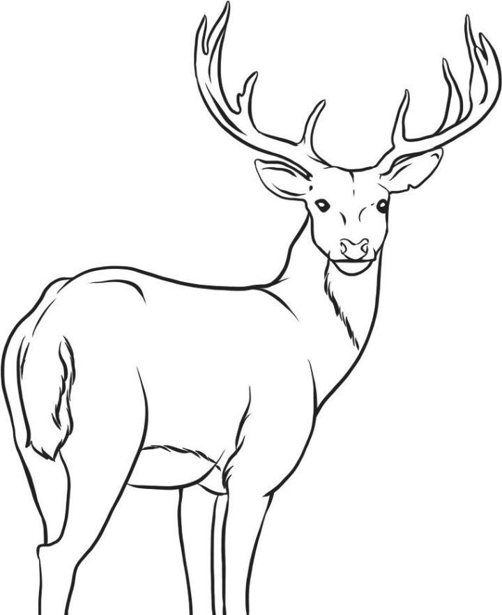 Printable Deer Coloring Pages for Kids
