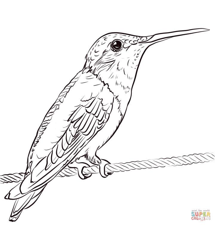 Printable Hummingbirds Coloring Pages