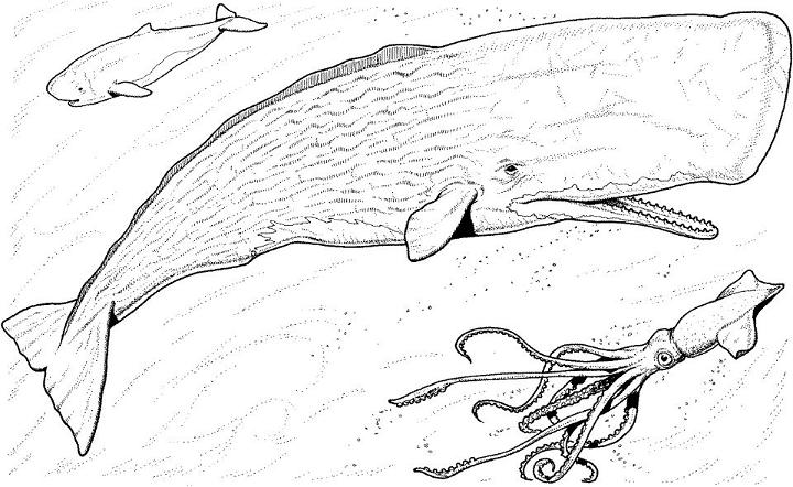 Printable Humpback Whale Coloring Pages