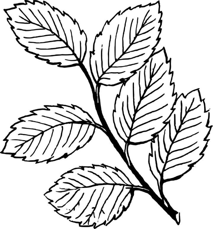 Printable Leaf Coloring Pages