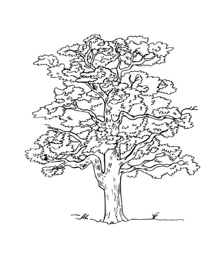 Printable Oak Tree Coloring Pages