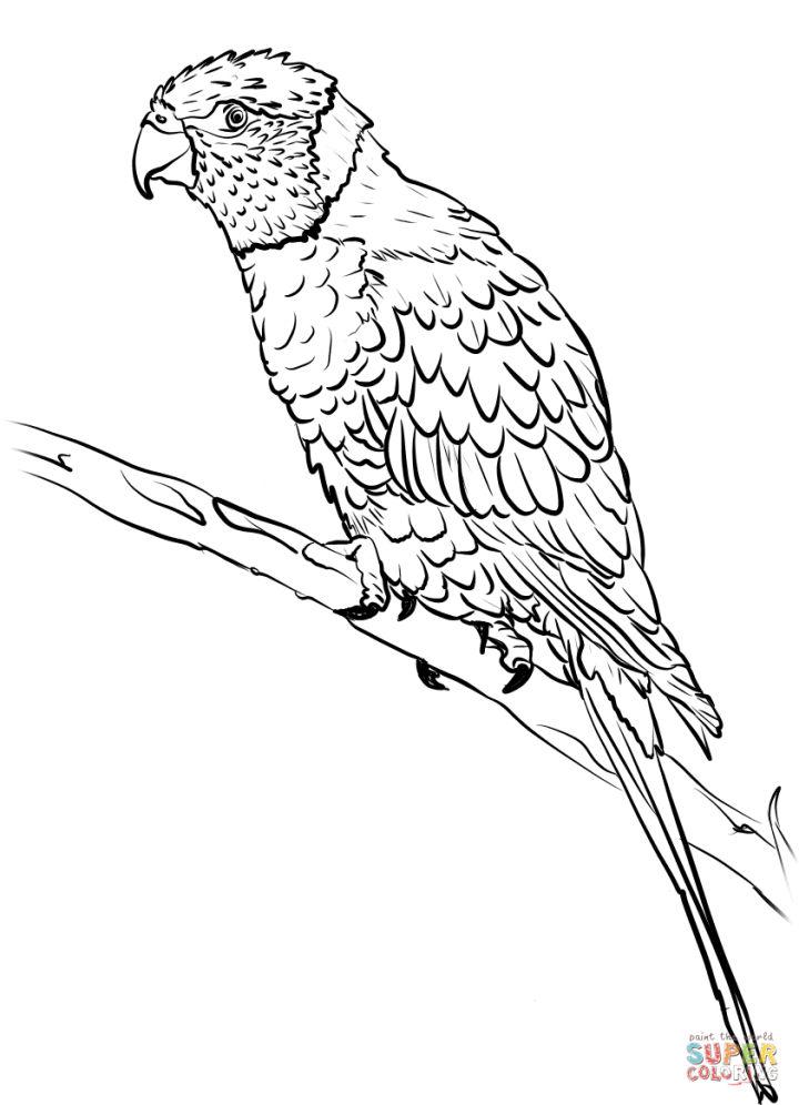 Printable Parrot Coloring Pages