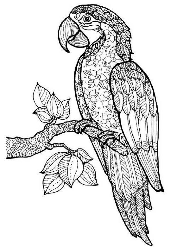 Printable Zentangle Parrot Coloring Pages