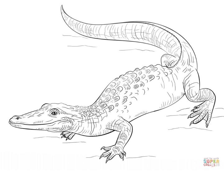 Realistic Alligator Coloring Pages