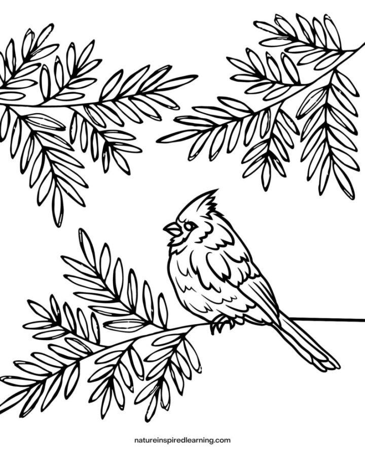 Realistic Bird Coloring Book Pages