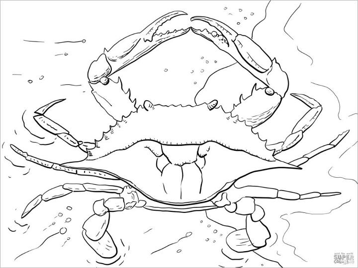 Realistic Crab Coloring Page