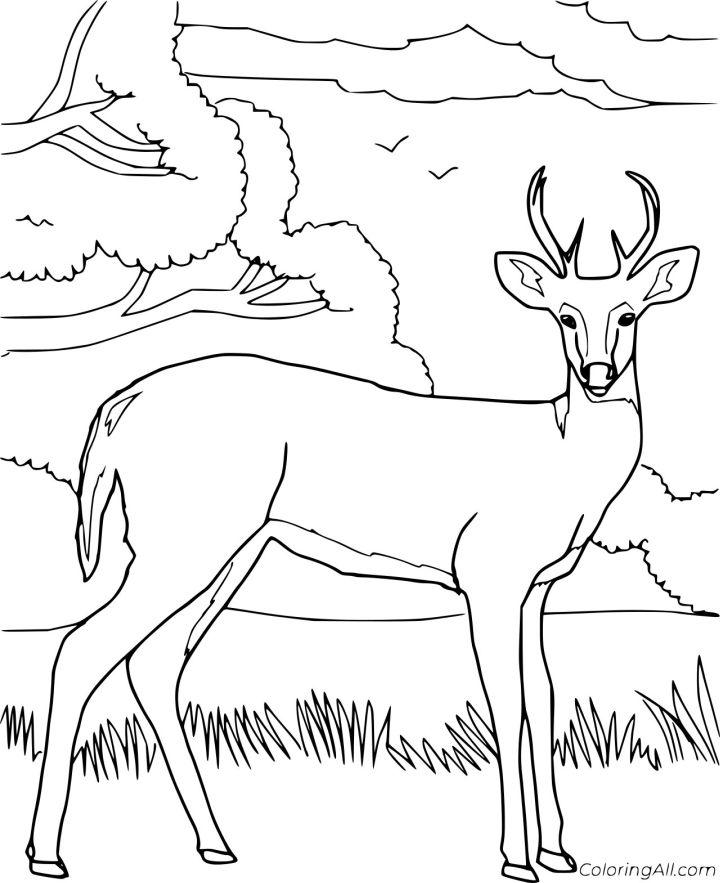 Realistic Deer and Trees Coloring Page