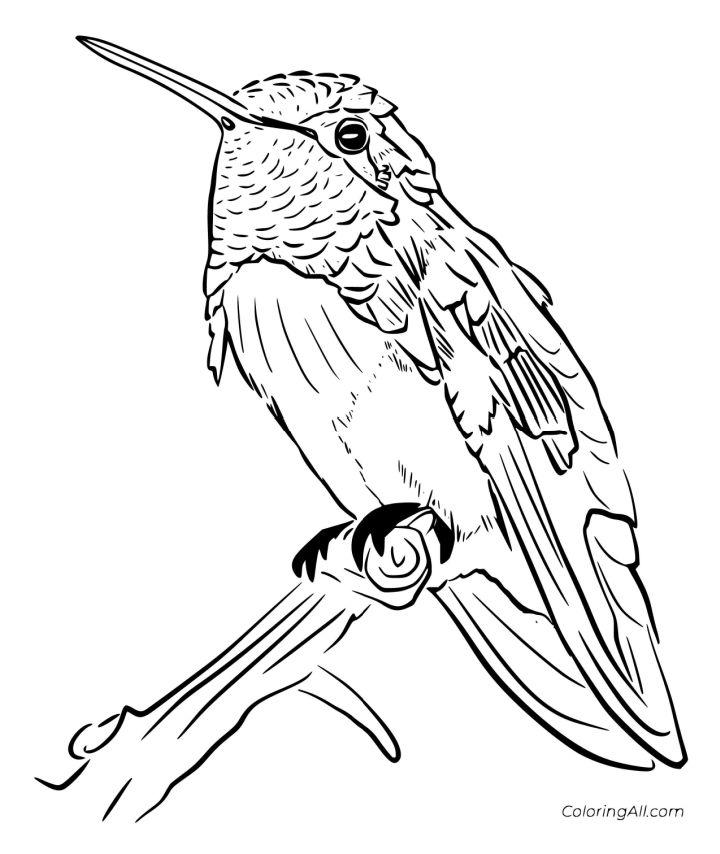 Realistic Hummingbird Coloring Page on the Tree