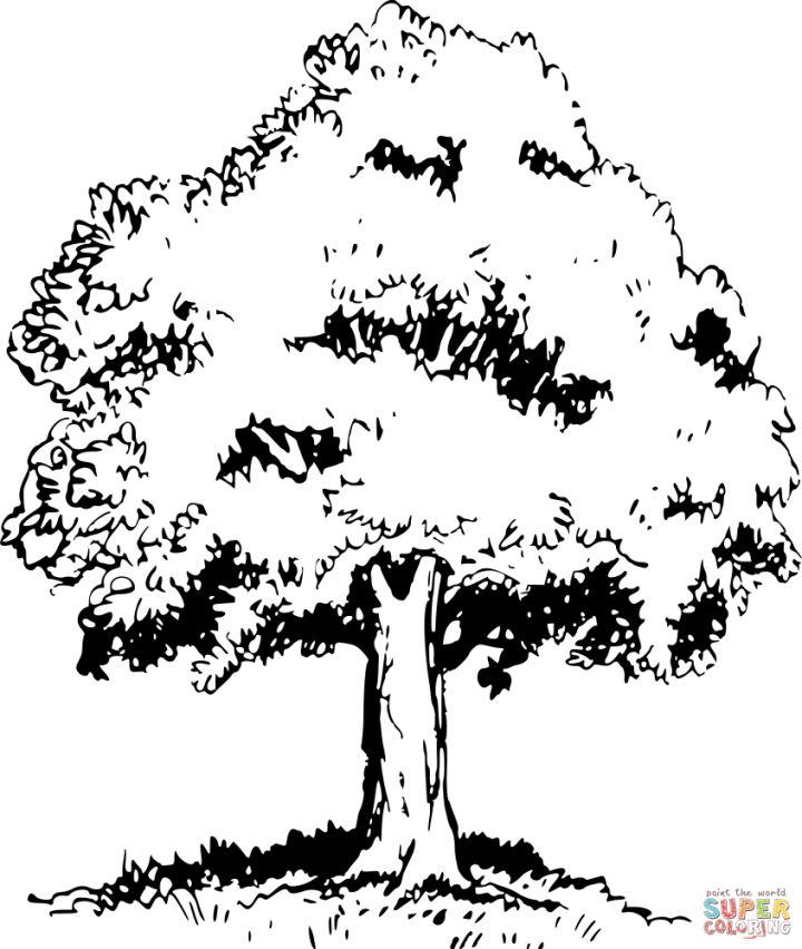 Realistic Trees Coloring Pages