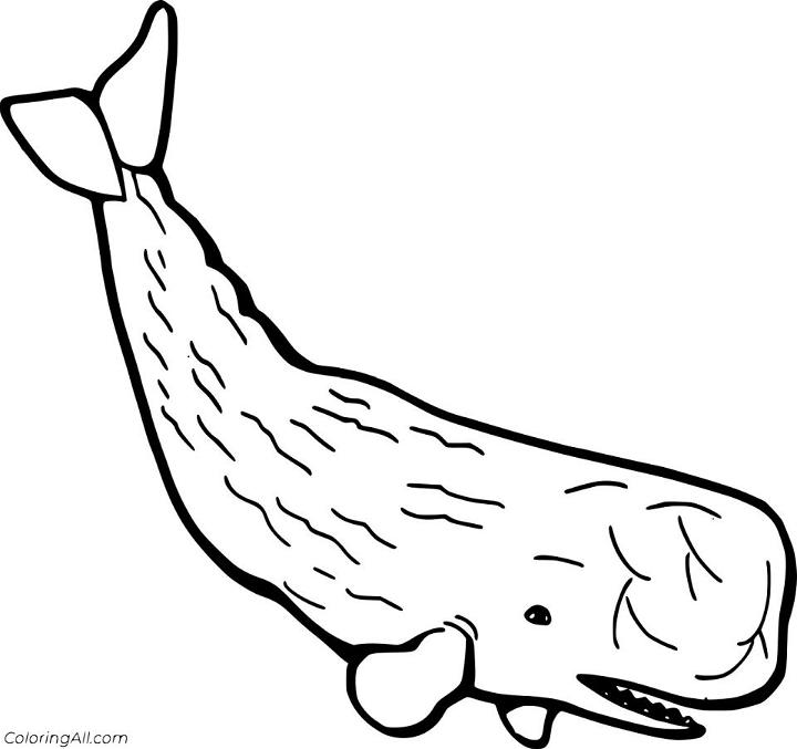 Sperm Whale Coloring Pages to Print