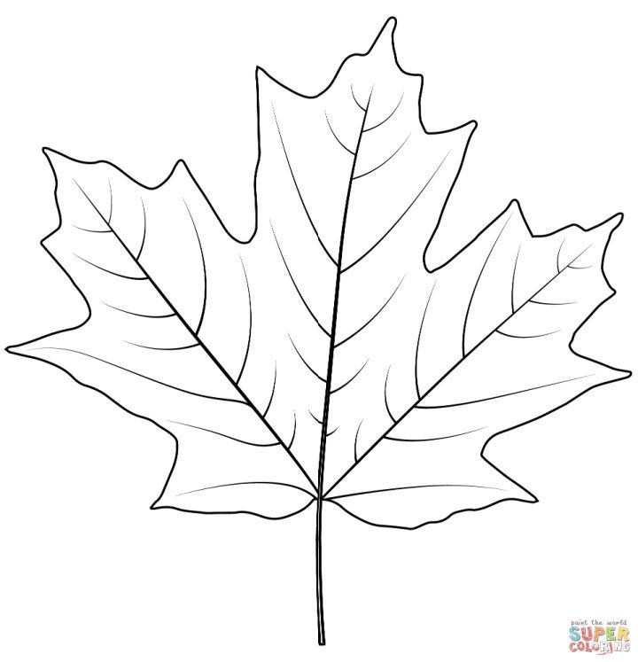 Sugar Maple Leaf Coloring Page