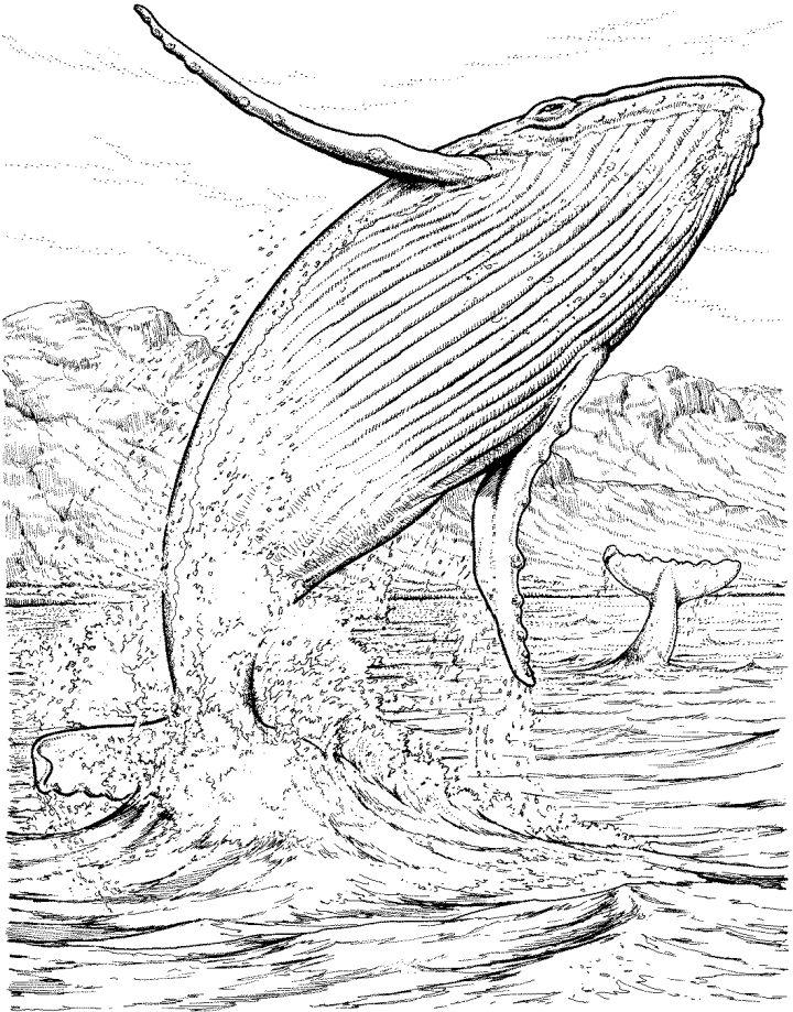 Whale Coloring Pages and Activities
