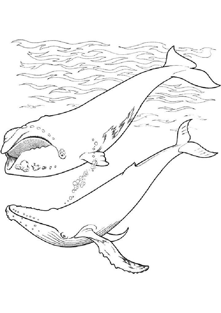 Whale Coloring Pages for Toddlers