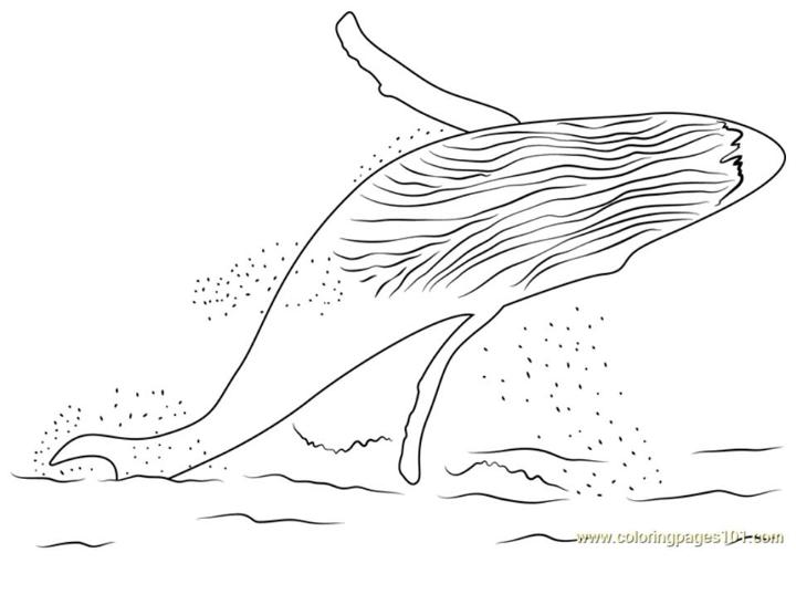 Whale Coloring Pages to Download