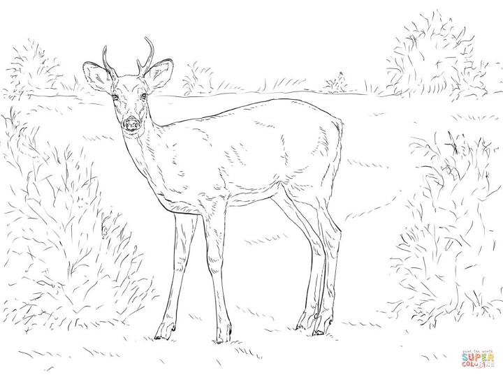 White Tailed Deers Coloring Pages