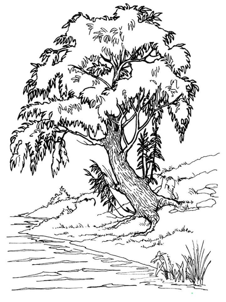 Willow Tree Coloring Pages to Print