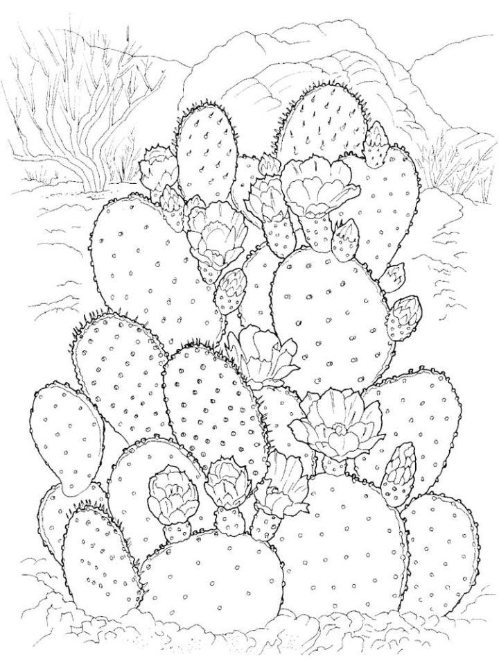 Zentangle Cactus Coloring Pages for Adults