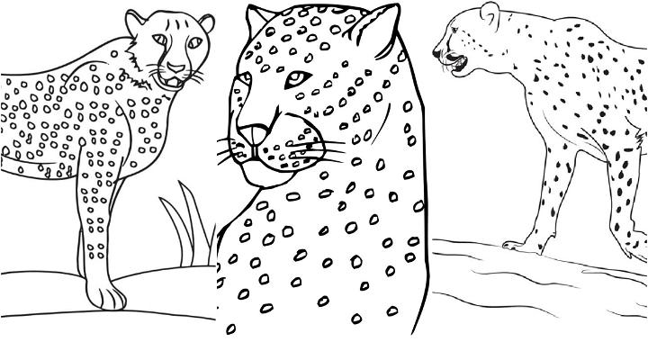 easy and free cheetah coloring pages