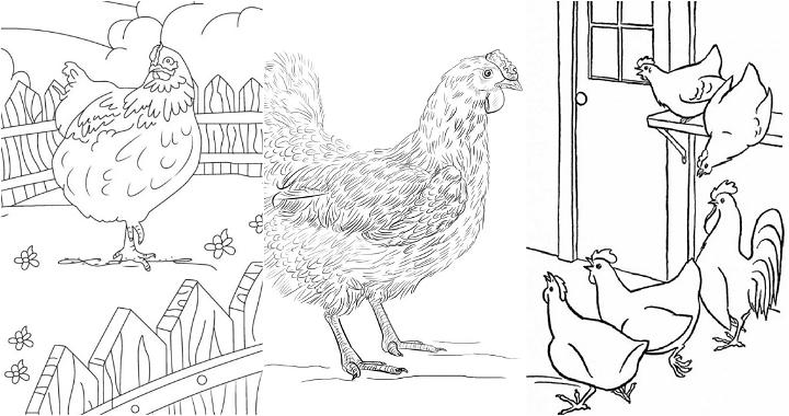 free chicken coloring pages to print