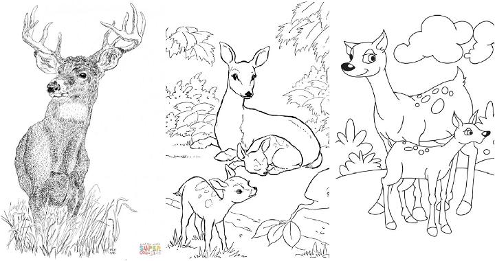 free deer coloring pages to print