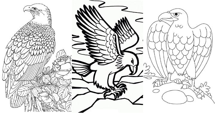free printable eagle coloring pages