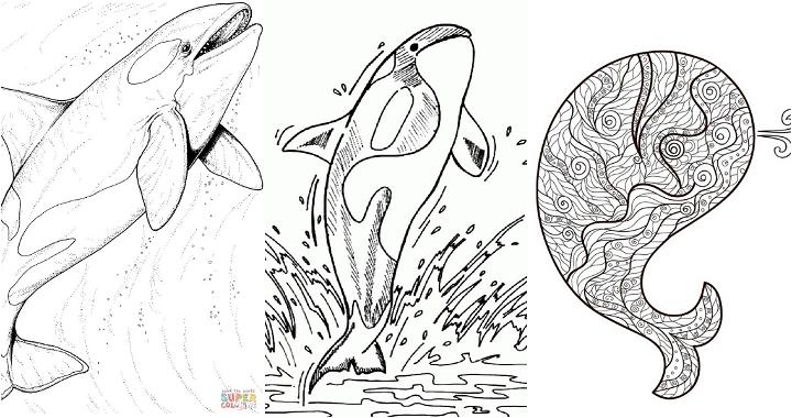 free whale coloring pages to print