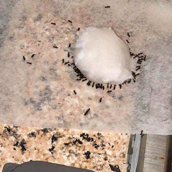DIY 3 Ingredients Ant Killer Using Borax