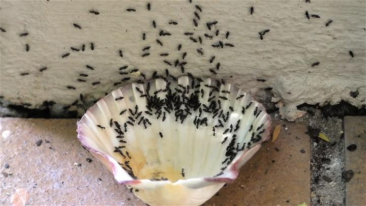 Cheap Ant Killer Using Honey and Borax