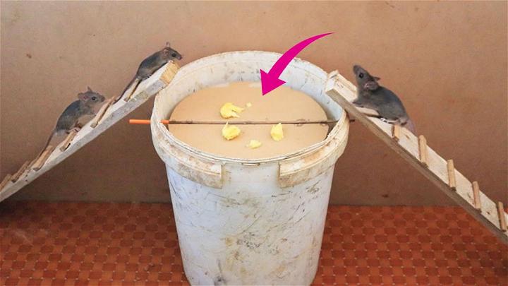 Cheap Mouse Traps Using Bucket and Cardboard