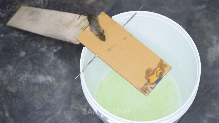 DIY Bucket Mouse Trap