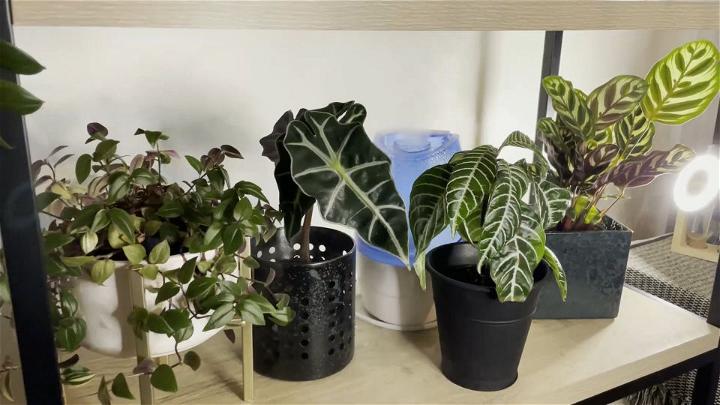 DIY Humidifier for Plants