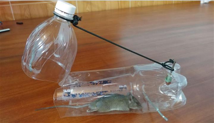 Easy DIY Mice Trap
