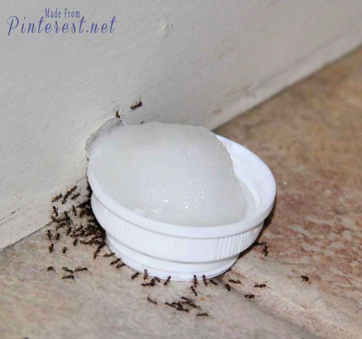 How to Make Poison Ant