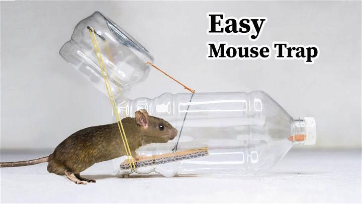 Mouse Trap Made From a Plastic Bottle