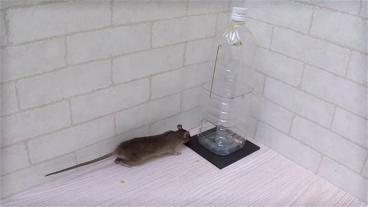 No Kill Mouse Trap Using Two Water Bottles