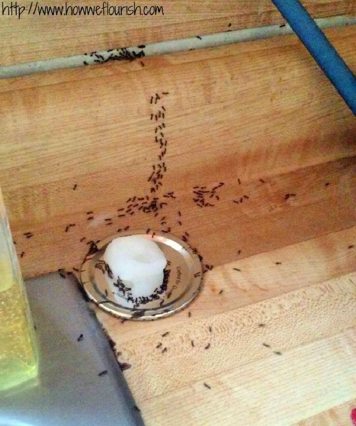 Make Outdoor Ant Killer at Home