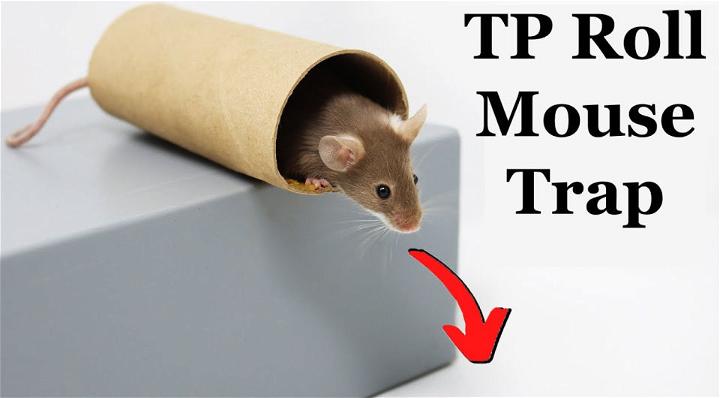 The Toilet Paper Roll Mouse Trap
